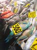 même les poissons sont colorés 